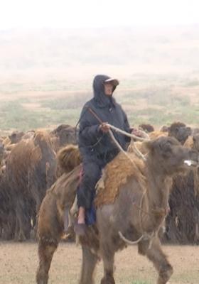 The Disappearing Camel Caravan
